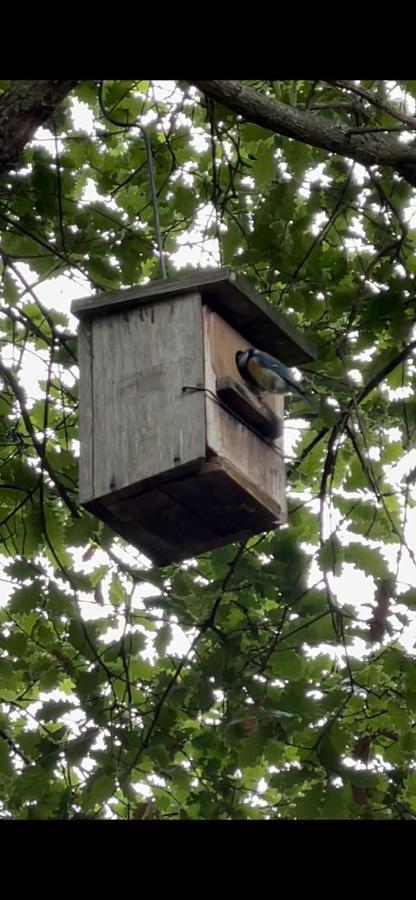 Casa Rural En Plena Naturaleza Lic Uvtr1524 Eguillor Eksteriør billede